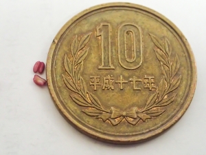 10円玉と比べると小ささが分かります